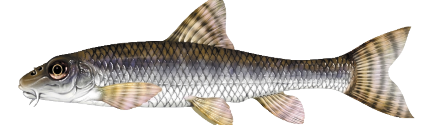 Les poissons d'Eure-et-Loir - Fédération de pêche d'Eure et Loir